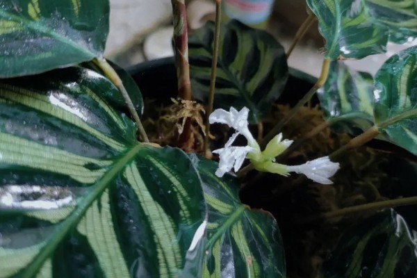 孔雀竹芋叶片萎缩的原因,环境温度、湿度不适造成的