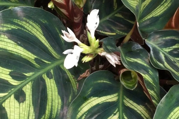 孔雀竹芋叶片萎缩的原因,环境温度、湿度不适造成的