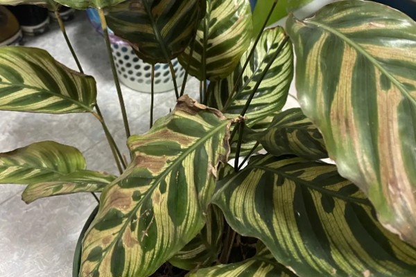 孔雀竹芋叶片萎缩的原因,环境温度、湿度不适造成的