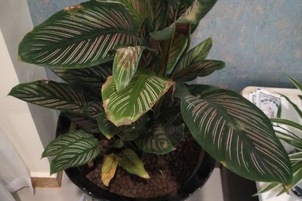 孔雀竹芋叶片萎缩的原因,环境温度、湿度不适造成的