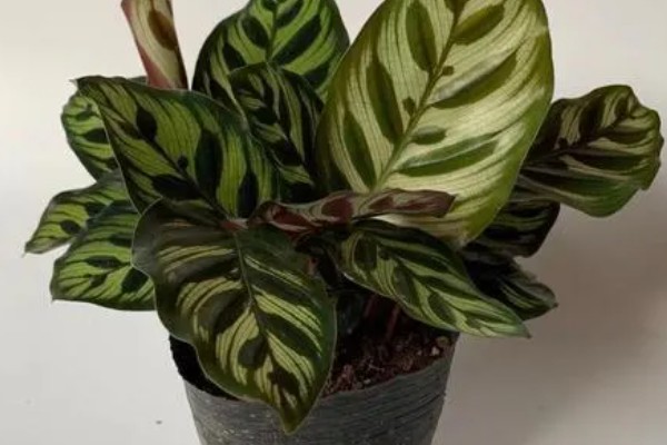 孔雀竹芋叶片萎缩的原因,环境温度、湿度不适造成的