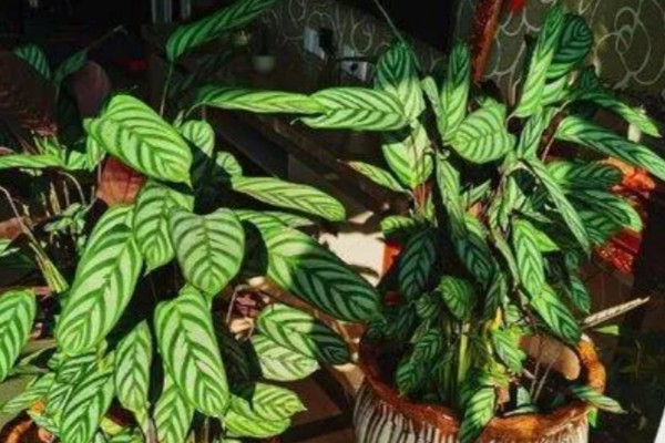 孔雀竹芋叶片萎缩的原因,环境温度、湿度不适造成的