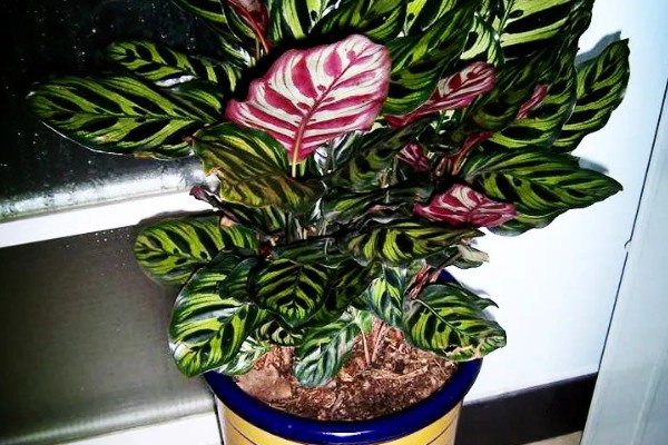 孔雀竹芋叶片萎缩的原因,环境温度、湿度不适造成的