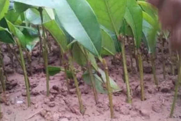 桂花树不开花是不是公的,并不能说明它是公树