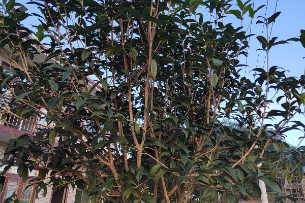 桂花树不开花是不是公的,并不能说明它是公树