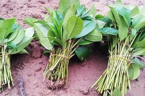 桂花树不开花是不是公的,并不能说明它是公树