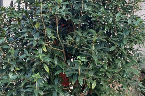 桂花树不开花是不是公的,并不能说明它是公树