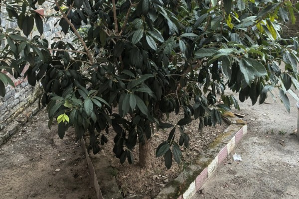 桂花树不开花是不是公的,并不能说明它是公树