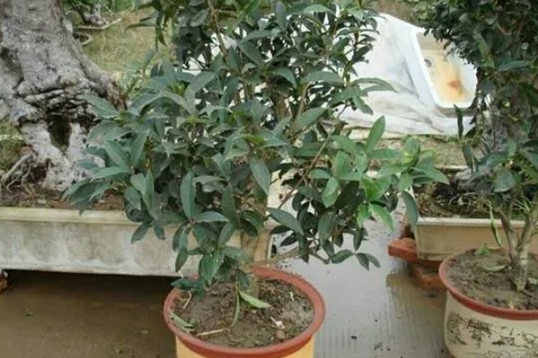 桂花树不开花是不是公的,并不能说明它是公树