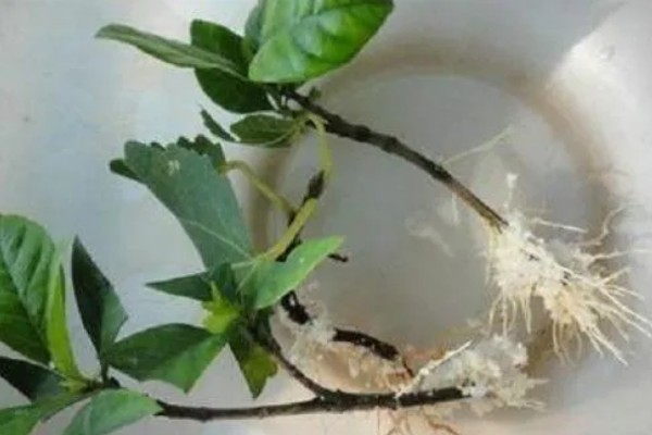 桂花树不开花是不是公的,并不能说明它是公树