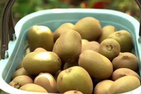 猕猴桃有酒味了还可以吃吗，不可吃