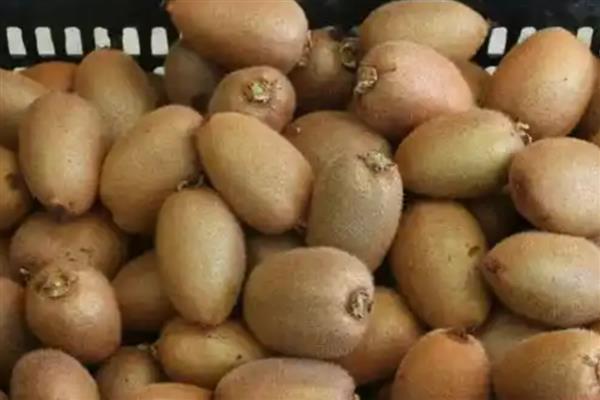 猕猴桃有酒味了还可以吃吗，不可吃