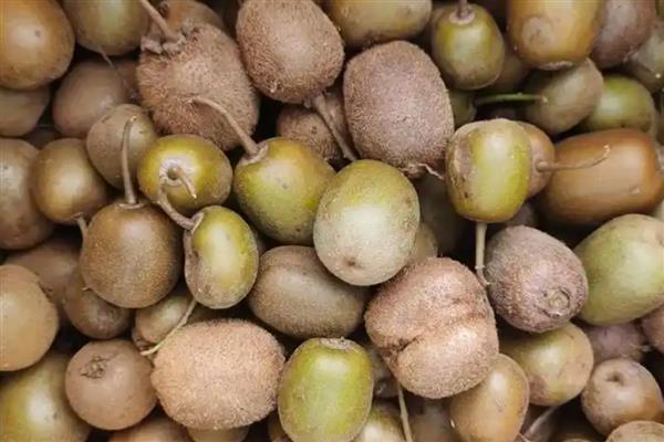 猕猴桃有酒味了还可以吃吗，不可吃