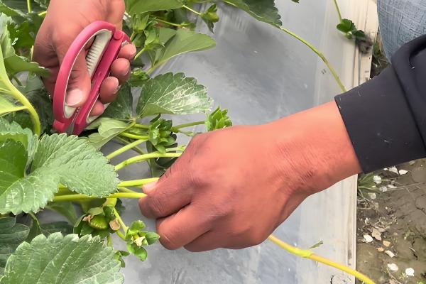 草莓结果后果子慢慢枯萎的原因，可能是得了灰霉病