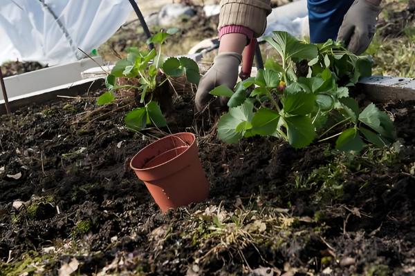 草莓结果后果子慢慢枯萎的原因，可能是得了灰霉病