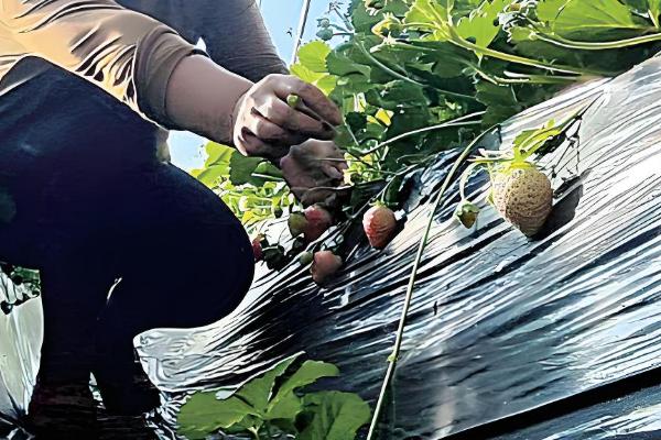 草莓结果后果子慢慢枯萎的原因，可能是得了灰霉病