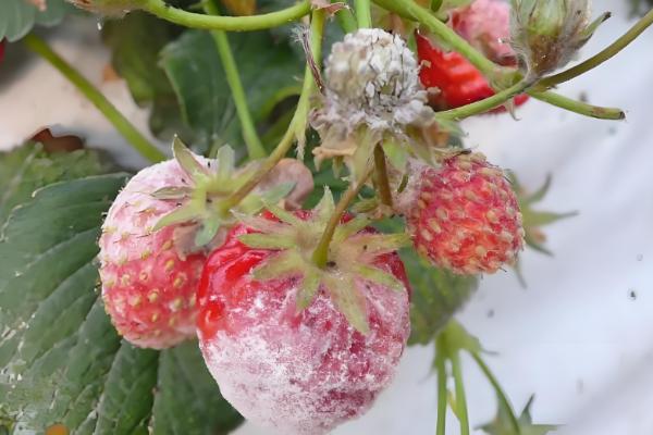 草莓结果后果子慢慢枯萎的原因，可能是得了灰霉病