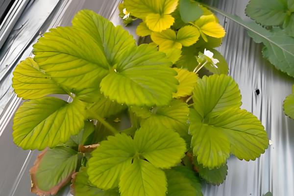 草莓结果后果子慢慢枯萎的原因，可能是得了灰霉病