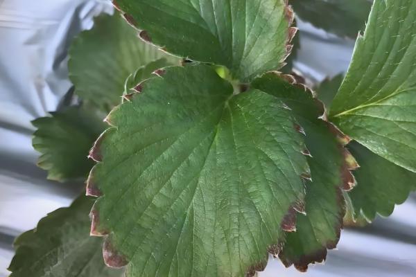 草莓结果后果子慢慢枯萎的原因，可能是得了灰霉病