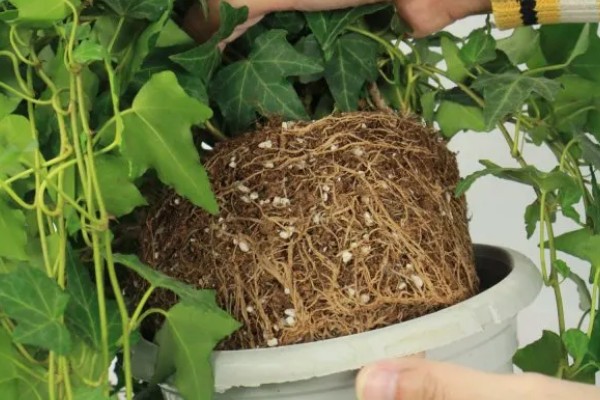 常青藤的换盆注意事项,一年四季都可进行