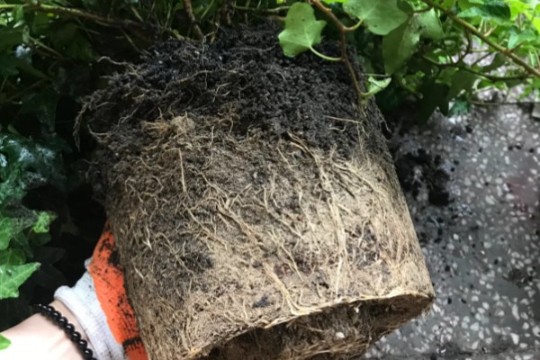常青藤的换盆注意事项,一年四季都可进行