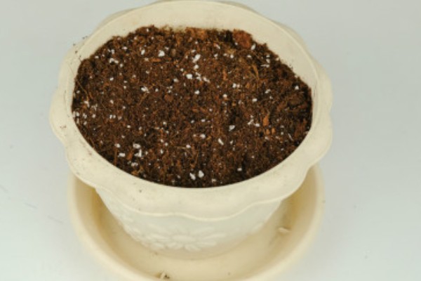 常青藤的换盆注意事项,一年四季都可进行