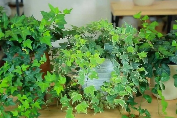 常青藤的换盆注意事项,一年四季都可进行