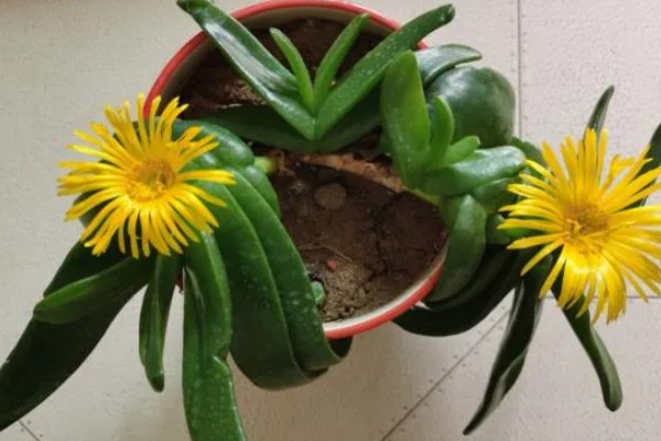 佛手掌的扦插方法，用生根溶液浸泡后再插入土壤中