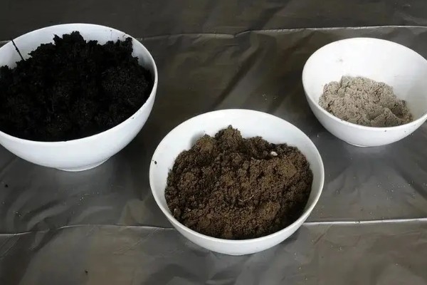 佛手掌的扦插方法，用生根溶液浸泡后再插入土壤中