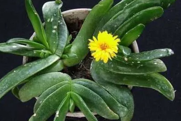 佛手掌的扦插方法，用生根溶液浸泡后再插入土壤中