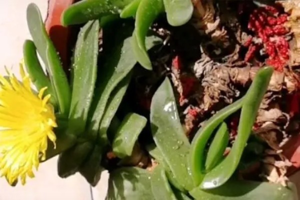 佛手掌的扦插方法，用生根溶液浸泡后再插入土壤中