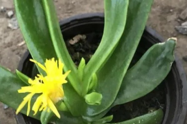 佛手掌的扦插方法，用生根溶液浸泡后再插入土壤中