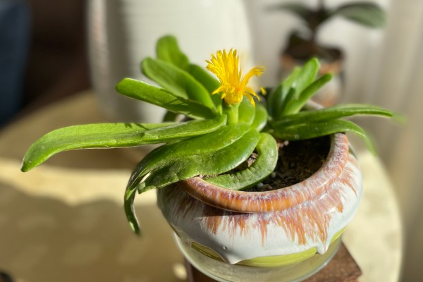 佛手掌的扦插方法，用生根溶液浸泡后再插入土壤中