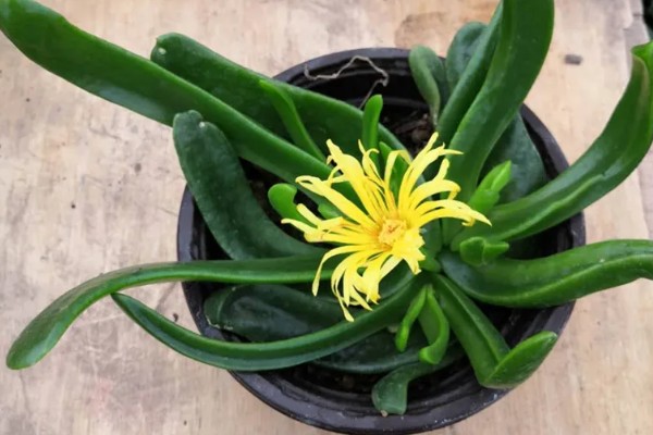 佛手掌的扦插方法，用生根溶液浸泡后再插入土壤中