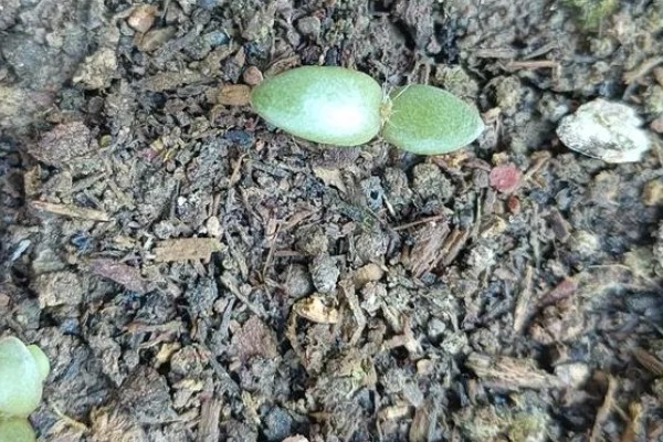 佛手掌的扦插方法，用生根溶液浸泡后再插入土壤中