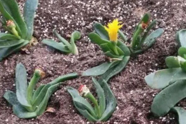 佛手掌的扦插方法，用生根溶液浸泡后再插入土壤中