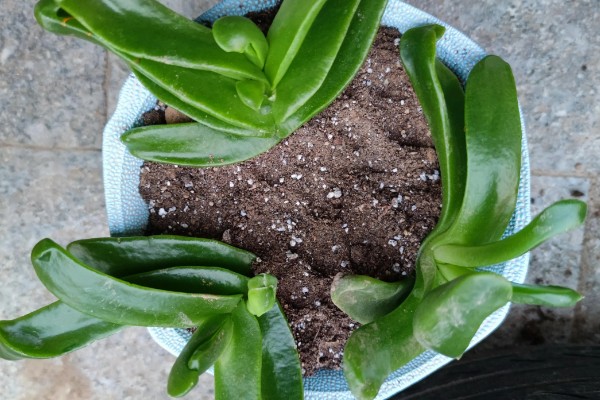 佛手掌的扦插方法，用生根溶液浸泡后再插入土壤中