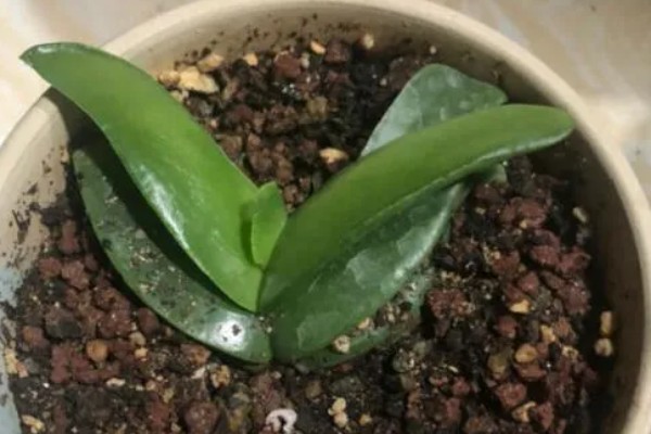 佛手掌的扦插方法，用生根溶液浸泡后再插入土壤中