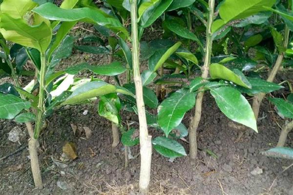 柚树苗几年结果，嫁接树4-5年结果
