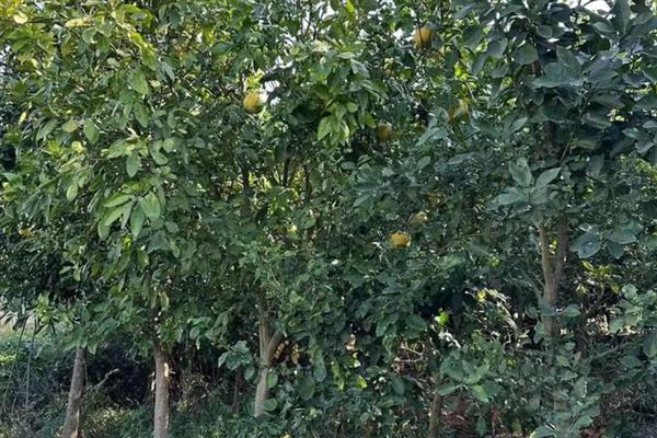 柚树苗几年结果，嫁接树4-5年结果