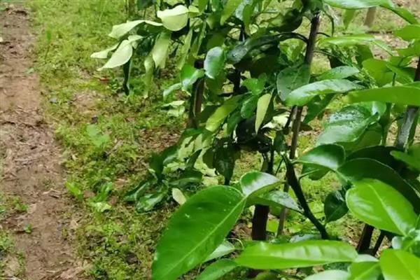 柚树苗几年结果，嫁接树4-5年结果