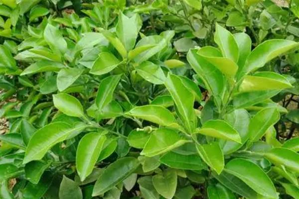 柚树苗几年结果，嫁接树4-5年结果