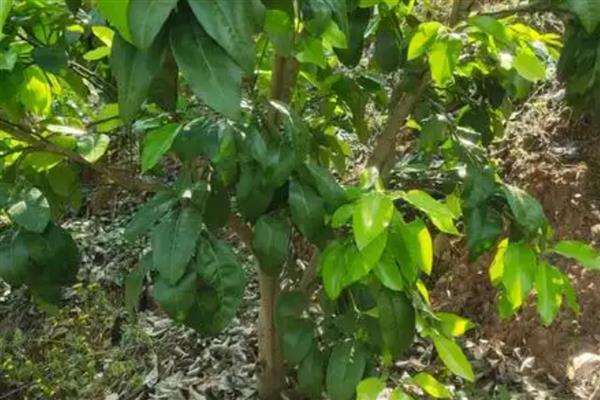 柚树苗几年结果，嫁接树4-5年结果