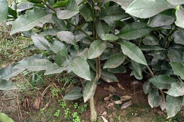 柚树苗几年结果，嫁接树4-5年结果