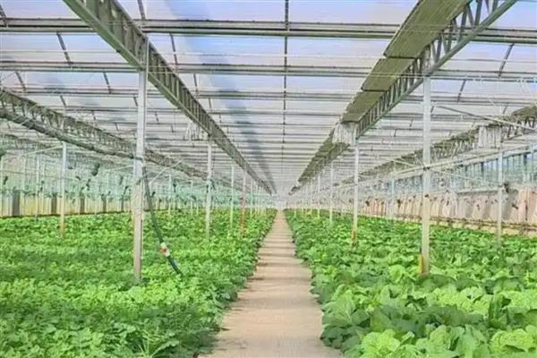 寒冬棚菜如何防病,有以下三要