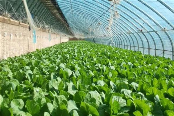 寒冬棚菜如何防病,有以下三要