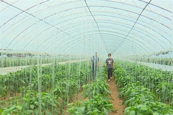 寒冬棚菜如何防病,有以下三要