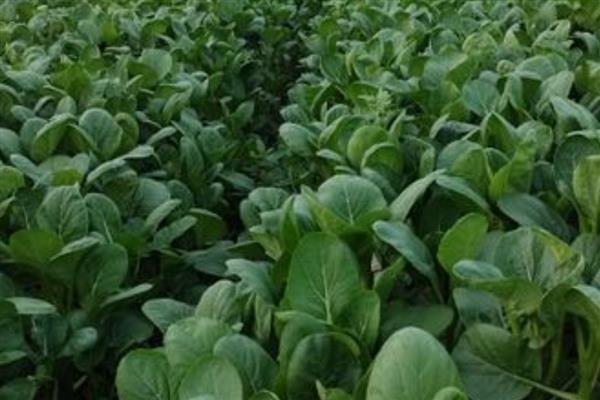 寒冬棚菜如何防病,有以下三要