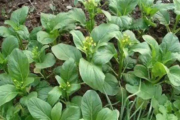 寒冬棚菜如何防病,有以下三要