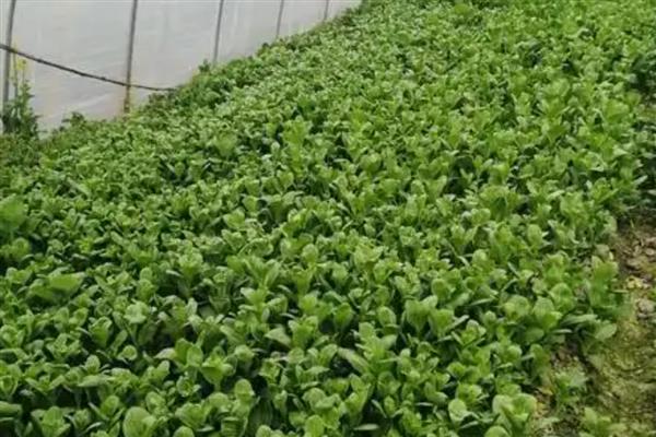 寒冬棚菜如何防病,有以下三要